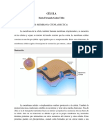 Membrana, núcleo y mitocondria: principales orgánulos de la célula