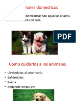 Animales Domesticos