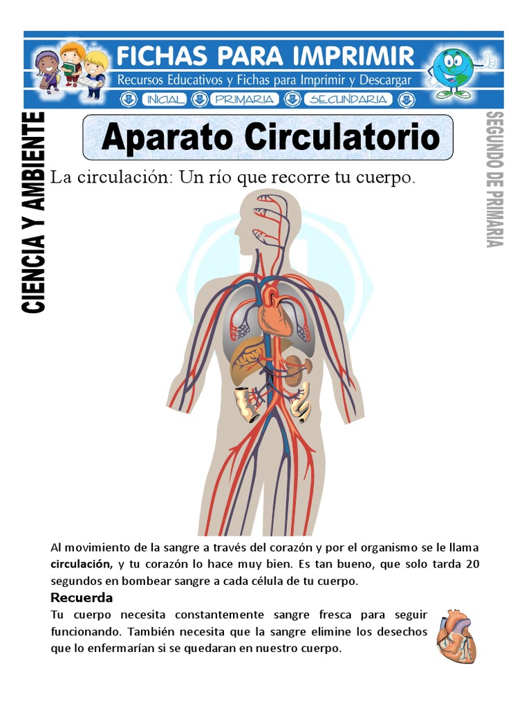 Ficha de Aparato Circulatorio para Segundo de Primaria | PDF | Corazón ...