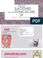 Relaciones anatómicas del SP y órganos pélvicos