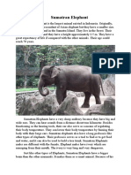 Sumatran Elephent.docx