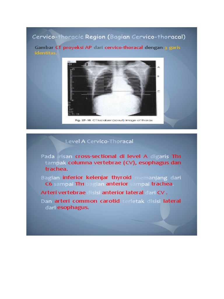 Anatomy Cross Sectional 2 Biology Diagrams