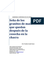 Seña de los granitos de maiz que quedan despues de la cosecha en la chacra