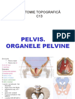 C13 Anatomia topografica a organelor pelvine