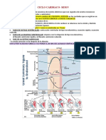 Ciclo Cardiaco