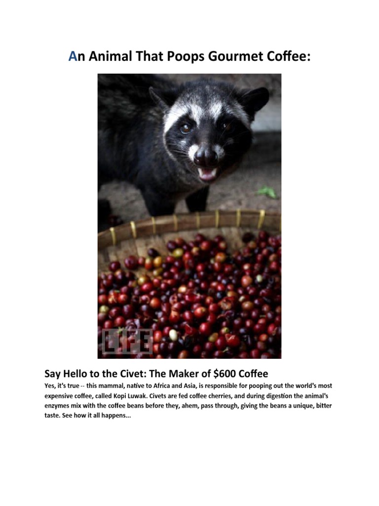 An Animal That Poops Gourmet Coffee | PDF