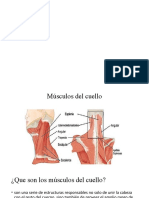 Presentación Musculos