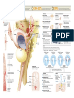 2011 Endometriosis PDF