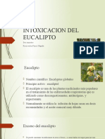 Intoxicacion de Eucalipto