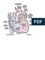 El corazon