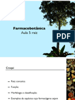 Aula5 Raiz PDF