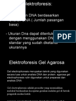 Kuliah Ke 5 Biotek. Elektroforesis DNA