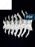 15f Vertebras Lumbares Perro PDF