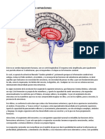 Bases Cerebrales de Las Emociones