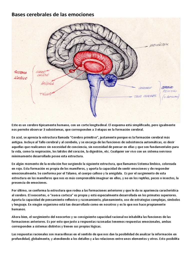 Estructuras cerebrales y emociones | PDF | Cerebro | Sistema límbico