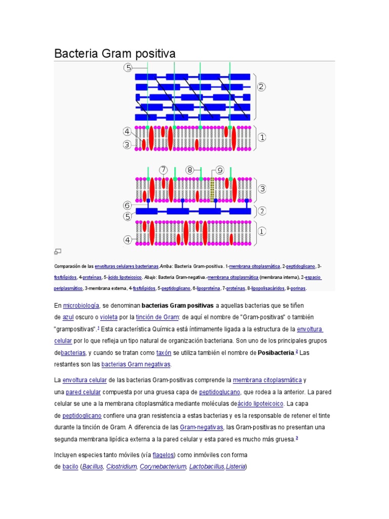 Estructura de Bacterias Gram Positivas | PDF | Bacterias Gram Positivas ...