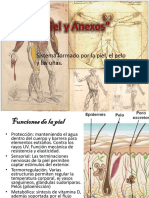 Piel y Anexos Termoregulacion