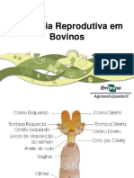 Eficiencia Reprodutiva FINAL PDF