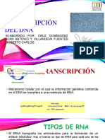 Transcripción