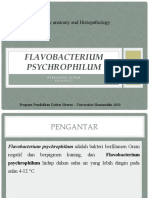 Flavobacterium Psychrophilum