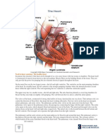 Need-To-Know Anatomy: The Healthy Heart