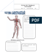 Sistema Circulatorio1