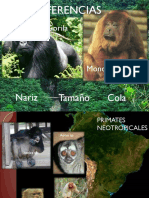 Presentación diferencias entre Primates