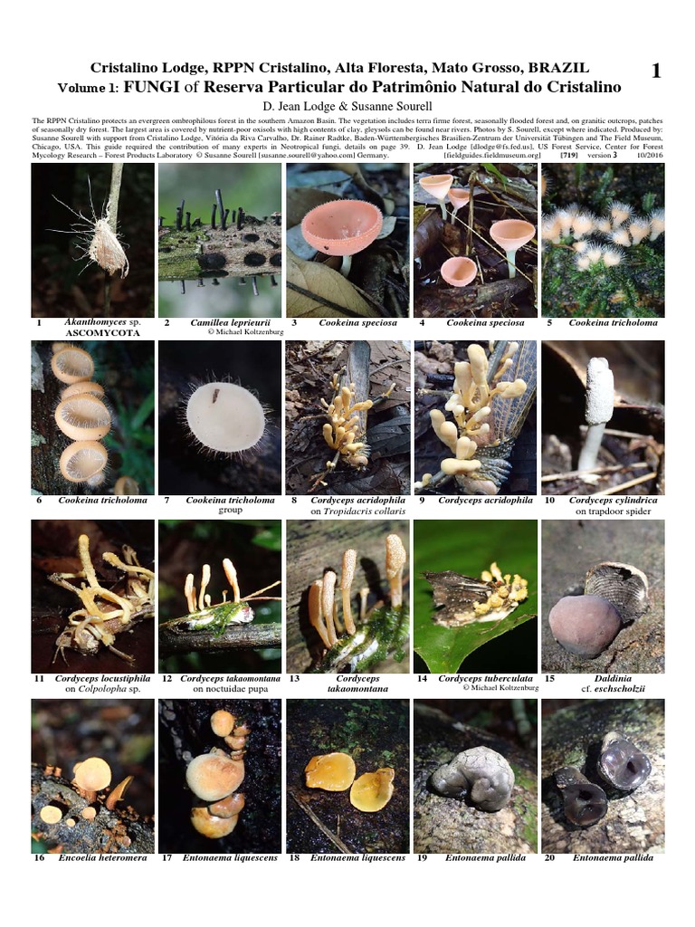 Brasil Fungi of RPPN Cristalino, 2016 | PDF | Fungus | Forests