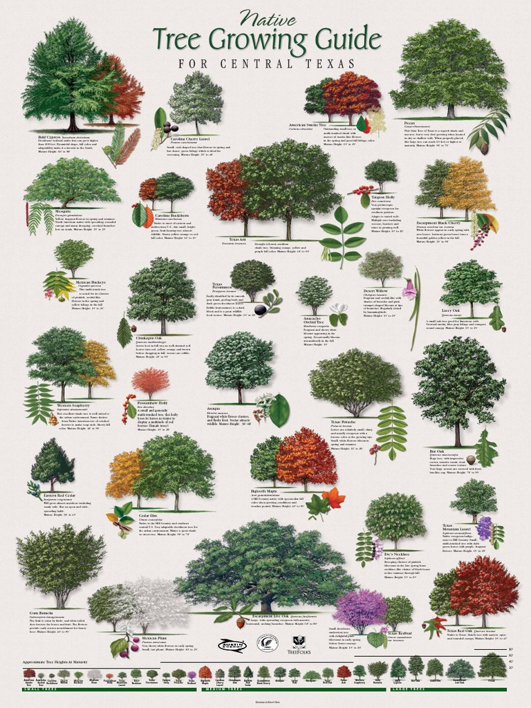Native: Large Trees Medium Trees Small Trees | PDF | Trees | Oak