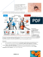 EL DENGUE y El Coronavirus