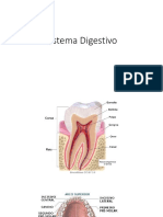 Aula 10 - Sistema Digestório