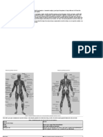 Músculos principales del cuerpo