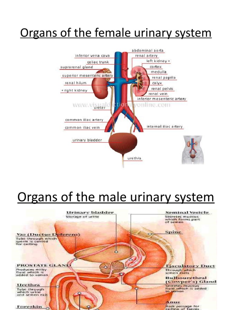 Urinary System | PDF