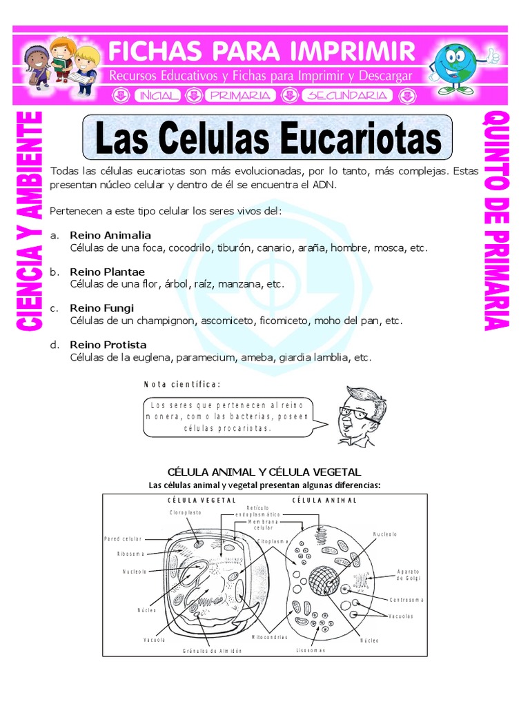 Ficha Las Celulas Eucariotas Para Quinto De Primaria Doc Plantas Eucariotas