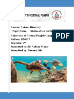 Status of Sea Turtle