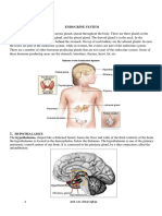 Endocrine System: Anatomy 1 Stage - College of Pharmacy