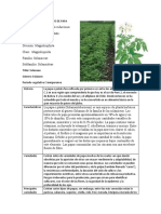 Ficha Tecnica Del Cultivo de Papa