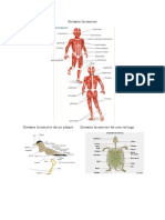 Sistema Locomotor