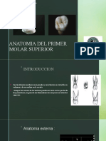 Anatomia Del Primer Molar Superior