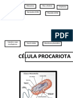 Célula Procariota: Citoplasma Pilus o Fimbria Ribosomas Flagelo Procariótico
