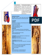 Plamaniinostri.pdf