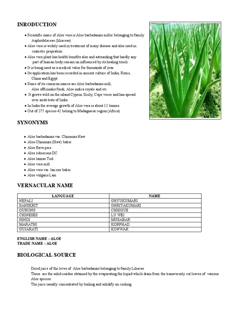 Aloe Vera: Biological Source & Benefits | PDF | Healing | Inflammation