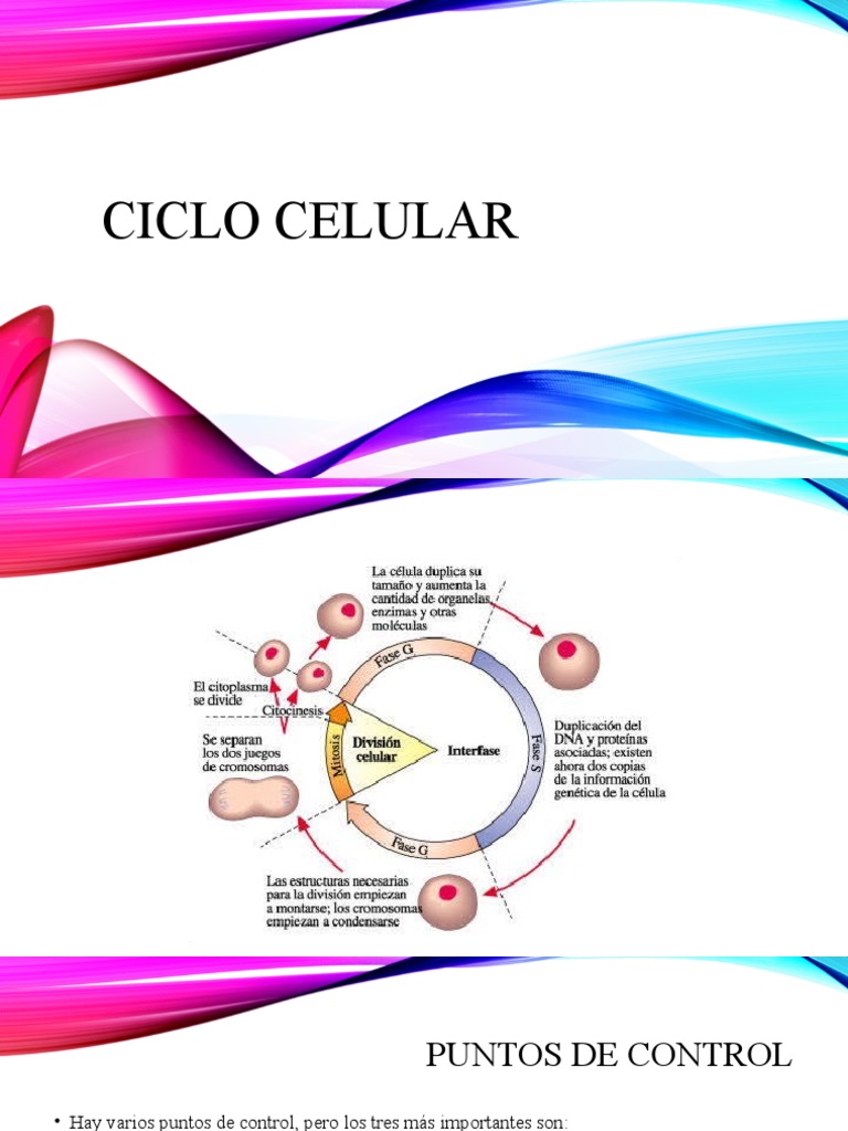 Control Del Ciclo Celular | PDF | Mitosis | Genética