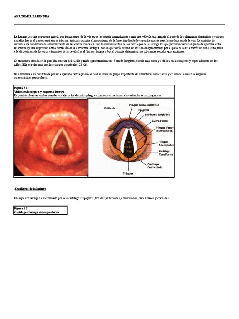 Anatomía Laringea | PDF | Laringe | Nervio vago