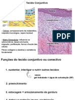 Tecido Conjuntivo e Fibroblastos PDF