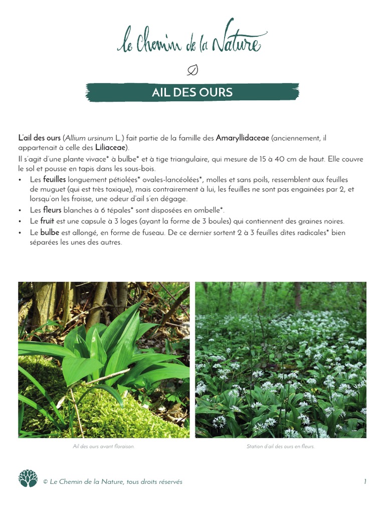 Le - Chemin - de - La - Nature Ail - Des - Ours | PDF | Plantes |  Morphologie végétale