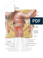 Fístulas y desgarros perineales