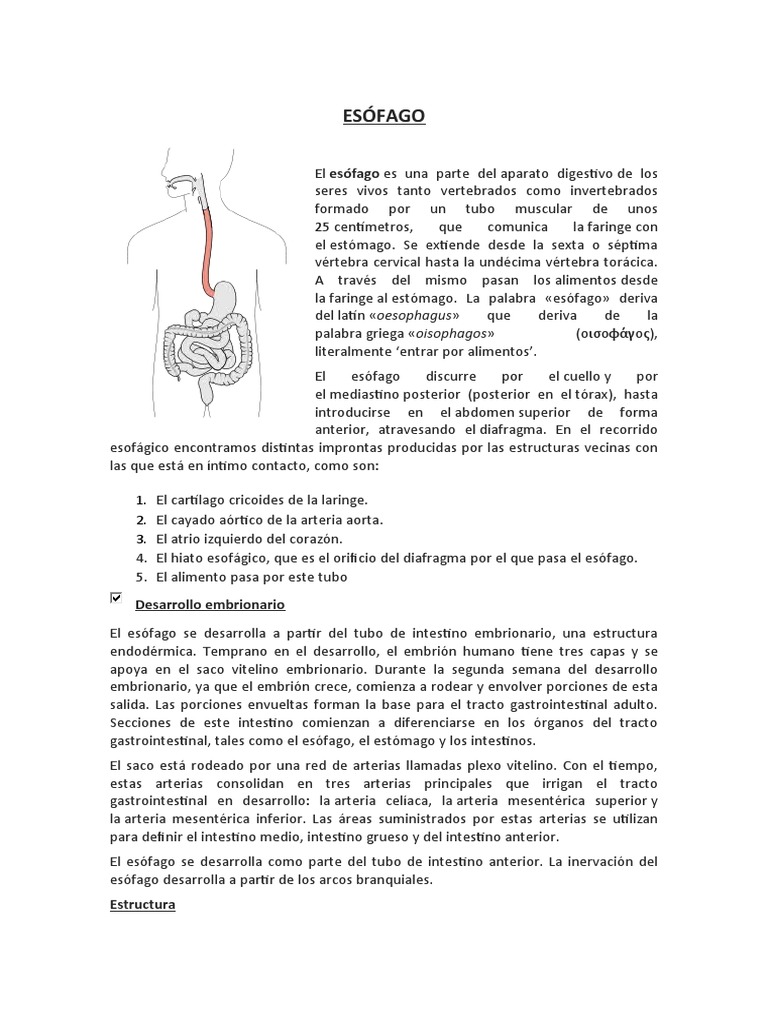 Anatomía y función del esófago | PDF | Esófago | Anatomía humana