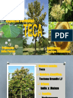Especie Forestal TECA