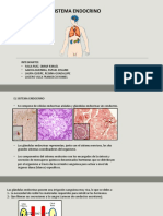 Sistema Endocrino